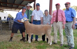 Pictured with the $7000 top priced Poll Dorset ram at the celebratory Newbold centenary sale are Craig McLachlan (left), and Bill Close (right) from Newbold; Landmark Gawler’s Peter Marschall; buyers Ken and Betty Walker, Kenlorne stud, Millicent; and Brett Peters, Elders Roseworthy.