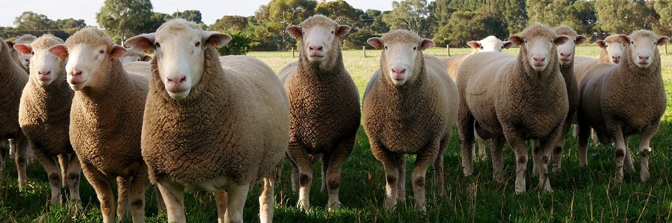 Newbold Prime Lamb Sires - Poll Dorset, White Suffolk, Texel