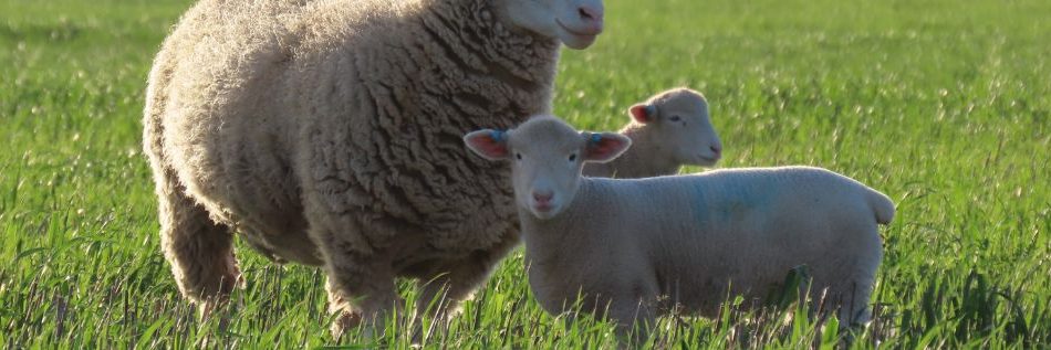 Newbold Poll Dorset Lamb